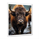 Buffalo National Photo - Bison Wall Art Prints