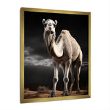 Camel Graceful Steps - Camel Framed Canvas Art