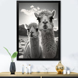 Camel Harmony In Monochrome - Camel Large Canvas Wall Art