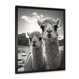 Camel Harmony In Monochrome - Camel Large Canvas Wall Art
