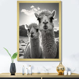 Camel Harmony In Monochrome - Camel Large Canvas Wall Art