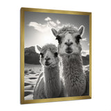 Camel Harmony In Monochrome - Camel Large Canvas Wall Art