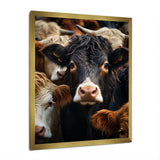 Cattle Animal - Cattle Canvas Wall Art