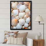White Clam Nautical Treasures - Clam Wall Decor