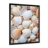 White Clam Nautical Treasures - Clam Wall Decor