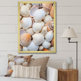 White Clam Nautical Treasures - Clam Wall Decor