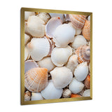 White Clam Nautical Treasures - Clam Wall Decor