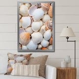 White Clam Nautical Treasures - Clam Wall Decor