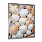 White Clam Nautical Treasures - Clam Wall Decor