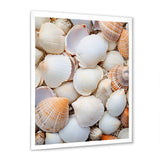 White Clam Nautical Treasures - Clam Wall Decor