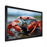 Crab Coastal Guardian - Crab Wall Art Prints