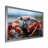 Crab Coastal Guardian - Crab Wall Art Prints