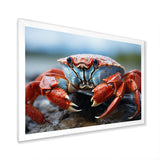 Crab Coastal Guardian - Crab Wall Art Prints