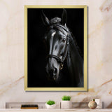 Black And White Horse Elegance - Animals Canvas Wall Art