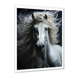 White Horse Fierce Intensity - Horse Wall Art Prints