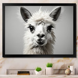 Grey Llama Gentle Llama - Llama Canvas Wall Art