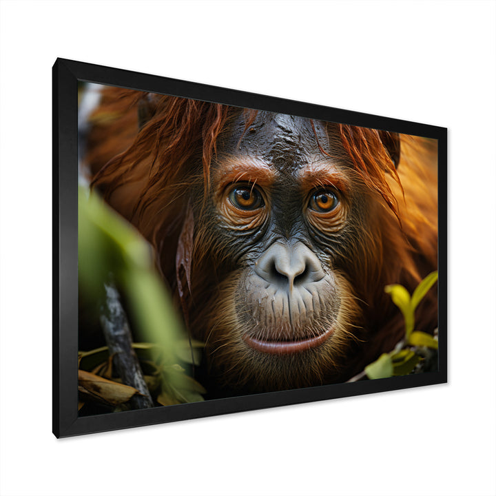 Orangutan Photo Portrait - Orangutan Living Room Wall Art