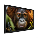 Orangutan Photo Portrait - Orangutan Living Room Wall Art