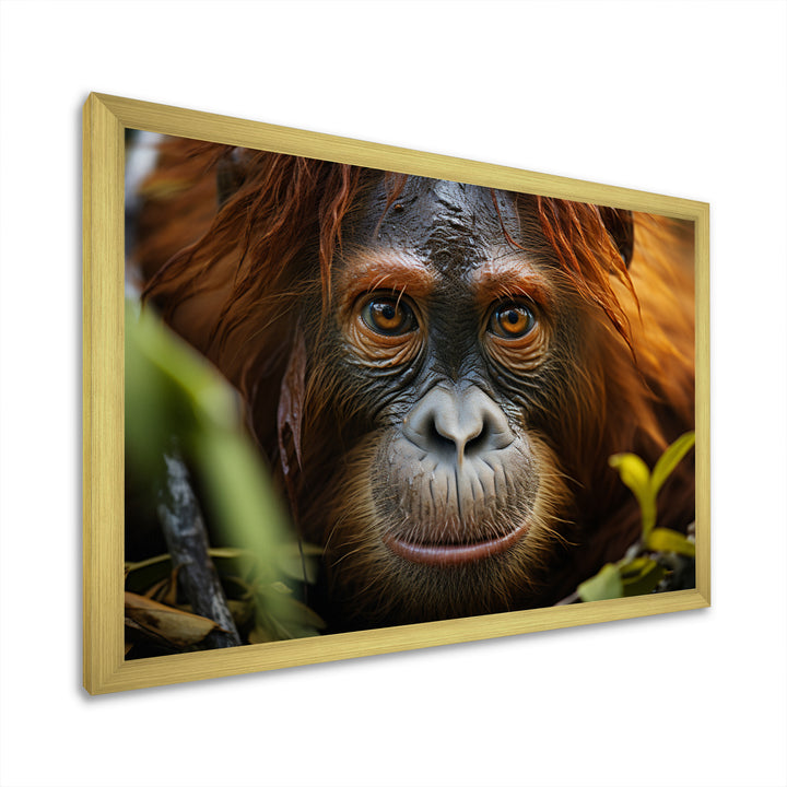 Orangutan Photo Portrait - Orangutan Living Room Wall Art