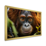 Orangutan Photo Portrait - Orangutan Living Room Wall Art