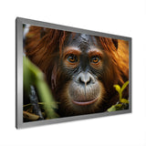 Orangutan Photo Portrait - Orangutan Living Room Wall Art