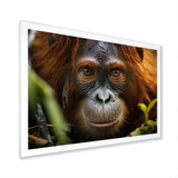 Orangutan Photo Portrait - Orangutan Living Room Wall Art