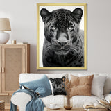 Grey White Panther Realistic Gaze - Panther Framed Canvas Art