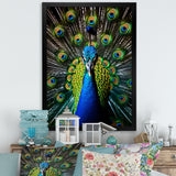 Teal Radiant Peacock - Teal Peacock Wall Art