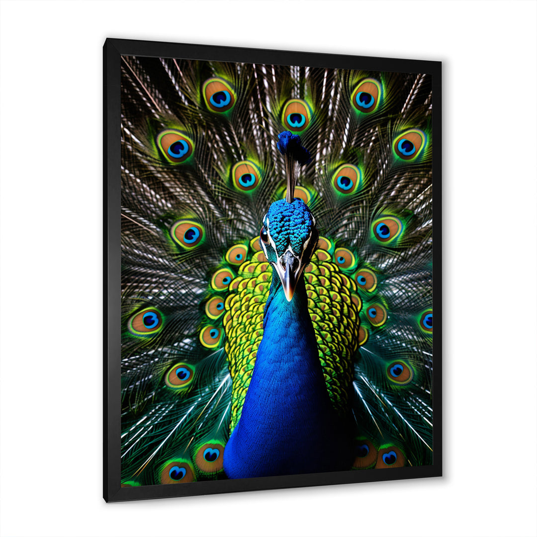 Teal Radiant Peacock - Teal Peacock Wall Art