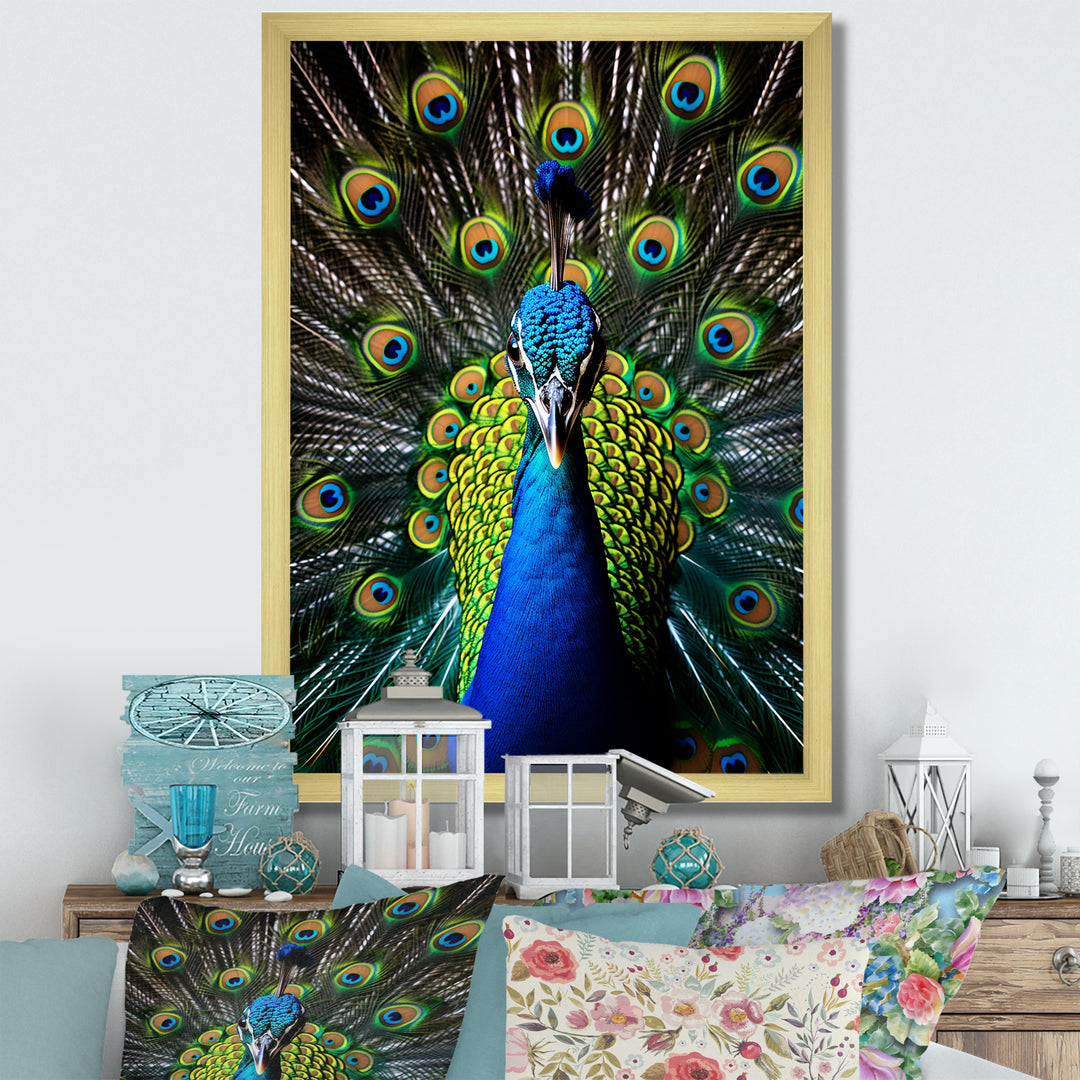 Teal Radiant Peacock - Teal Peacock Wall Art
