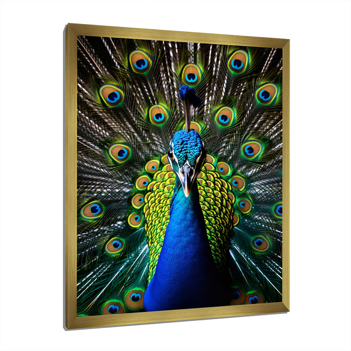 Teal Radiant Peacock - Teal Peacock Wall Art