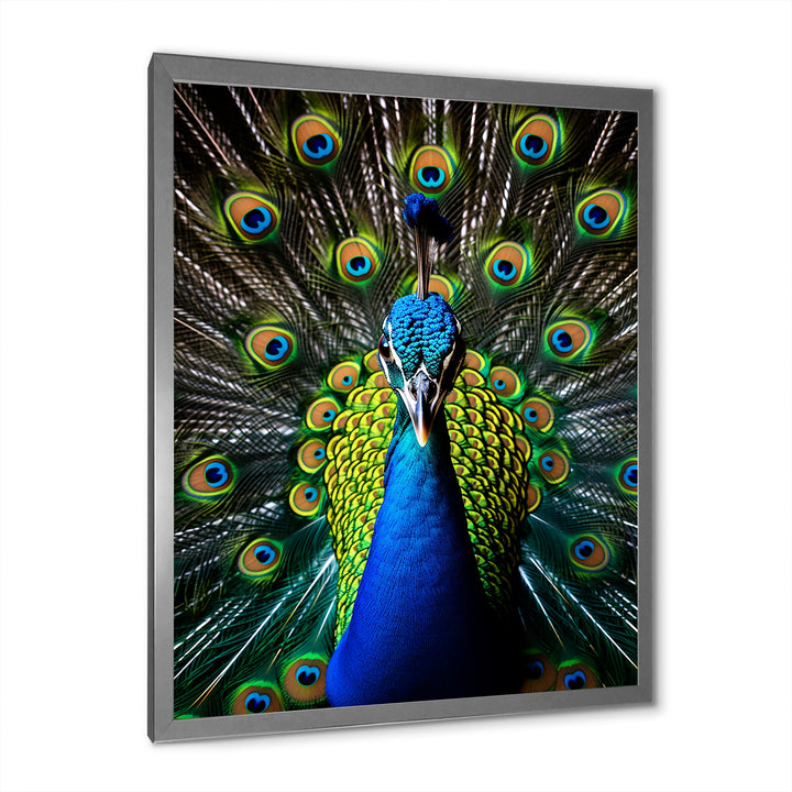 Teal Radiant Peacock - Teal Peacock Wall Art
