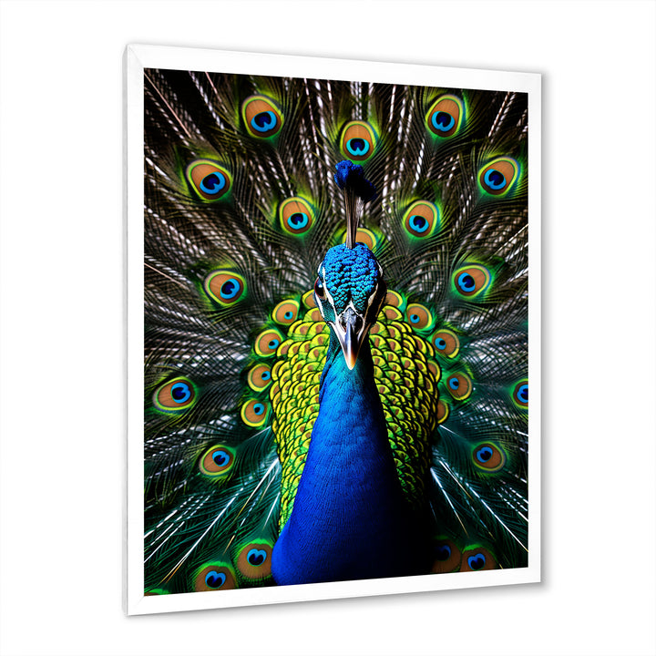 Teal Radiant Peacock - Teal Peacock Wall Art
