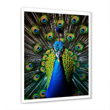 Teal Radiant Peacock - Teal Peacock Wall Art