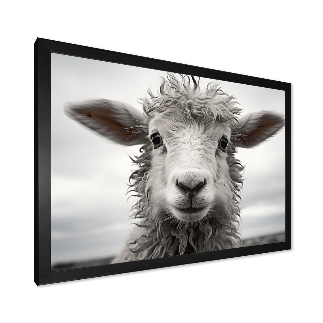 Sheep Serenity - Gray Sheep Wall Art