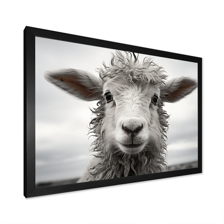 Sheep Serenity - Gray Sheep Wall Art