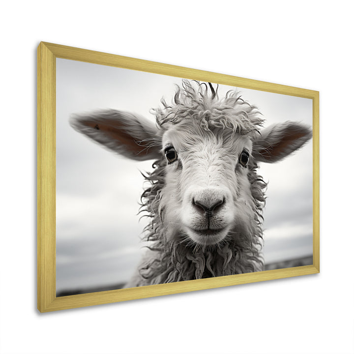 Sheep Serenity - Gray Sheep Wall Art