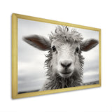 Sheep Serenity - Gray Sheep Wall Art
