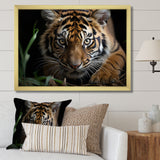 Brown Tiger Portrait - Tiger Framed Canvas Art