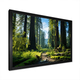 Redwood Giants Tree Forest II - Floral Canvas Wall Art