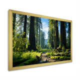 Redwood Giants Tree Forest II - Floral Canvas Wall Art