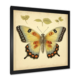 Vintage Illustration Of Elegant Butterfly - Butterfly Living Room Wall Art