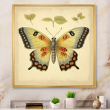 Vintage Illustration Of Elegant Butterfly - Butterfly Living Room Wall Art