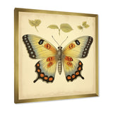 Vintage Illustration Of Elegant Butterfly - Butterfly Living Room Wall Art