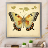 Vintage Illustration Of Elegant Butterfly - Butterfly Living Room Wall Art