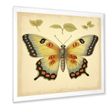 Vintage Illustration Of Elegant Butterfly - Butterfly Living Room Wall Art