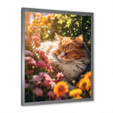 Fluffy Cat Sleeping Sunny Flower Garden - Cat Framed Canvas Art