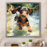 Cute Dachshund Playing In The River - Dog Daschund Home Decor Art