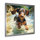 Cute Dachshund Playing In The River - Dog Daschund Home Decor Art