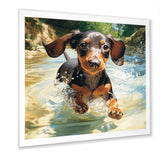 Cute Dachshund Playing In The River - Dog Daschund Home Decor Art